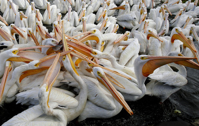 【今日の1枚】大きなくちばしで争奪戦、メキシコ・チャパラ湖のペリカン