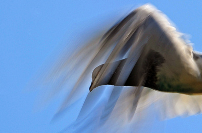 解読不能な伝書鳩のメッセージ発見、英情報機関