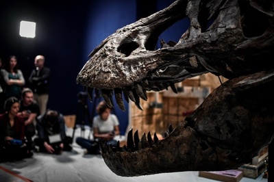 恐竜界の30年論争に決着、「新種」恐竜はT・レックスの幼体 研究