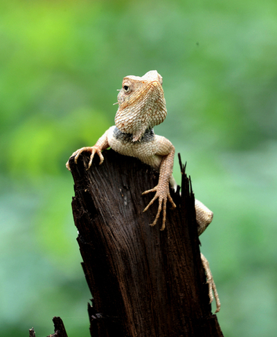 木の上に住むカメレオン、インド