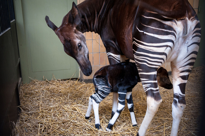 シマウマ？キリン？ オカピの子ども ベルギー
