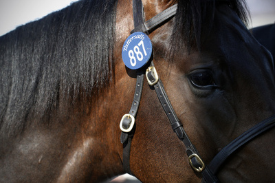 英競馬、馬インフル発生で全レース中止