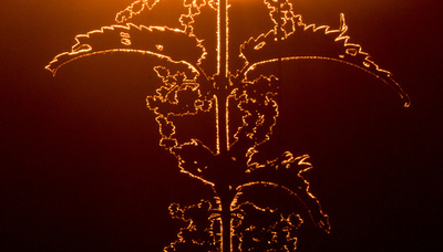 夕日を背に浮かび上がるイラクサの輪郭、ドイツ