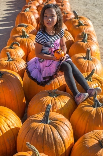 ハロウィーンが待ち遠しい、巨大カボチャに座る女の子