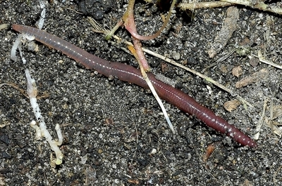 アイルランドのミミズ、年間7億ユーロ以上の働き 家畜の排泄物分解で貢献