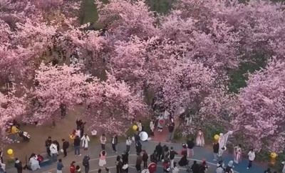 桜の開花期迎えた中国武漢市 ビザなし入国の外国人が160%増に