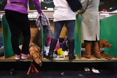 英ドッグショーでさらに5匹に毒？運営側「うわさにすぎない」