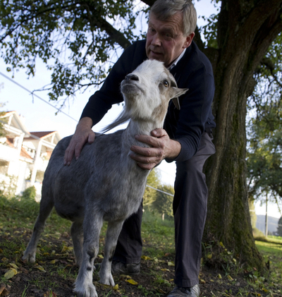 スイス極右政党のマスコット・ヤギ、「誘拐」される