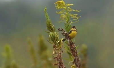 絶滅危惧種のシマアオジ、中国江西省で初観察