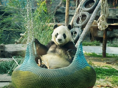 人工飼育中のジャイアントパンダが808頭に=中国