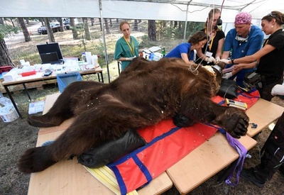 クマが寝てる間に… 体重250キロの歯科検診 ドイツ