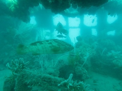 昭和初期に豪沖に沈没した日本船、歴史遺産として保存へ オーストラリア