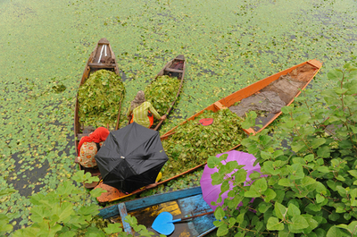 水質汚染の進むインドのダル湖、水草の除去作業を実施