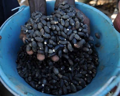 「EUはバイオ燃料政策の見直しを」、国連専門家