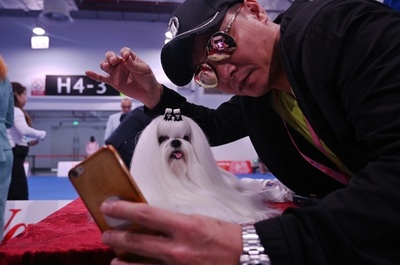 中国で「ワールド・ドッグ・ショー」初開催 犬肉消費に非難の声も