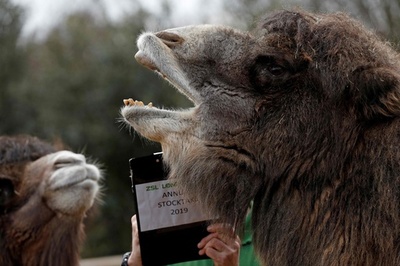 「はーい、います」 英ロンドン動物園で恒例の個体数調査