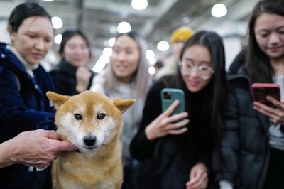 柴犬も人気 米NYで恒例のワンちゃんイベント