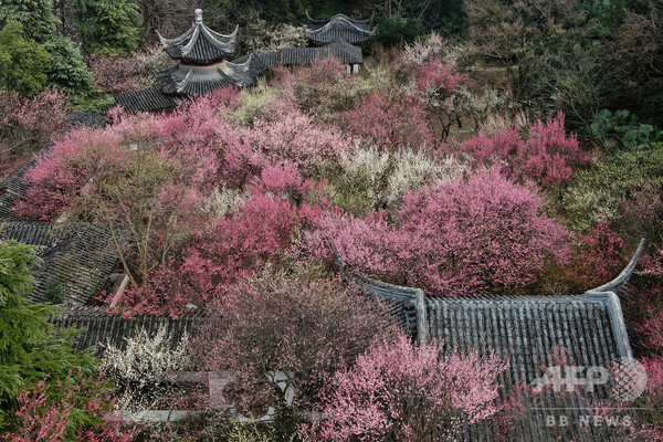 梅の花に満たされる 江蘇・南京