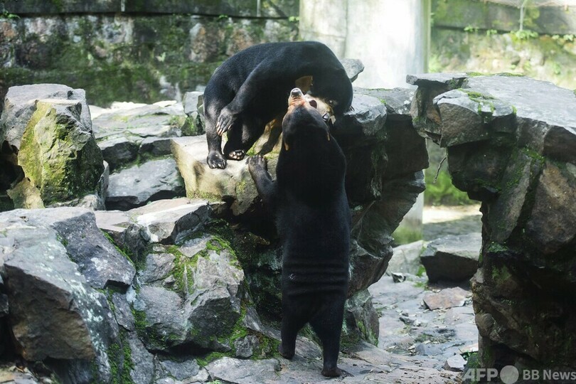 動物園のクマに着ぐるみ疑惑 園が声明で否定 中国
