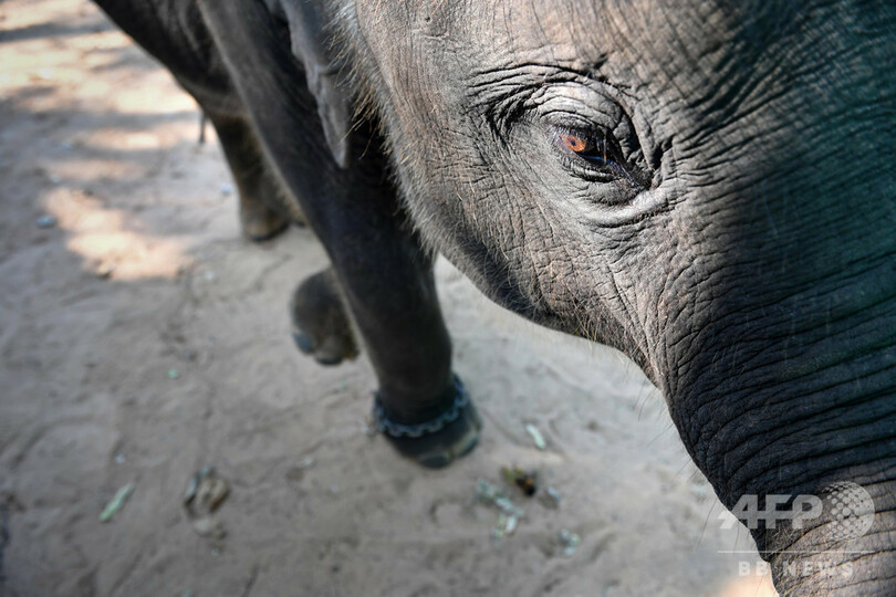 子ゾウに虐待的調教、隠し撮り動画で明らかに タイの飼育施設