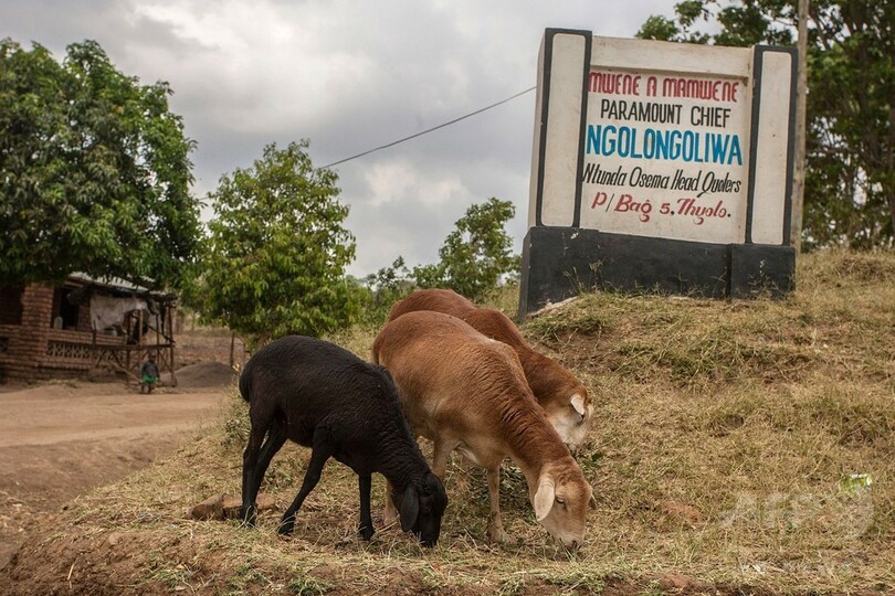 マラウイを揺るがす吸血鬼騒動、その根底にあるもの