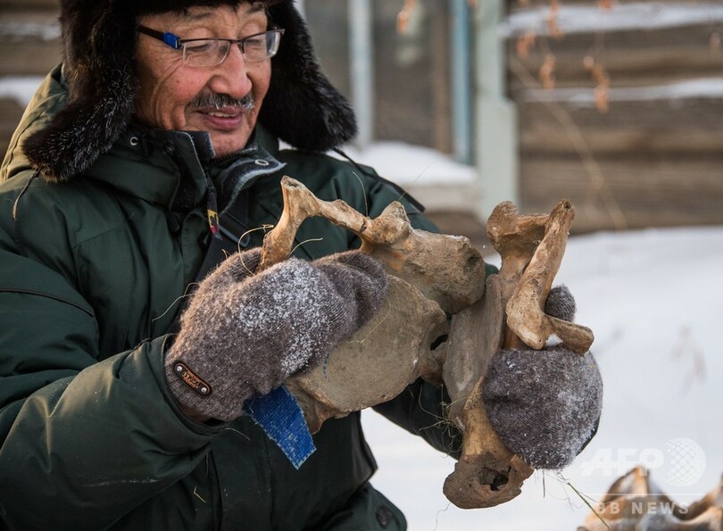 永久凍土の「ゴールドラッシュ」、マンモスの牙が中国で人気 ロシア・サハ共和国