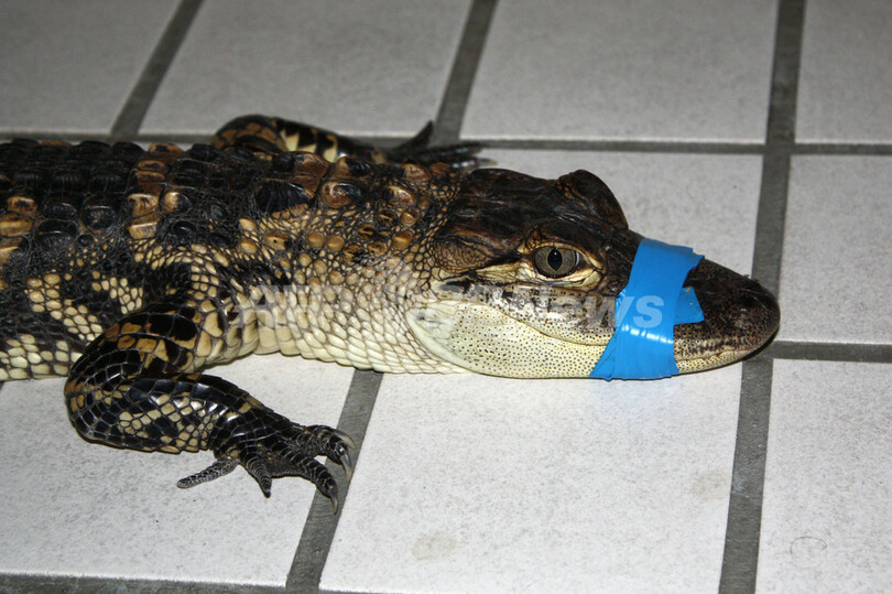 通りにワニが！ ドイツの町の警察、「珍しい容疑者」を逮捕