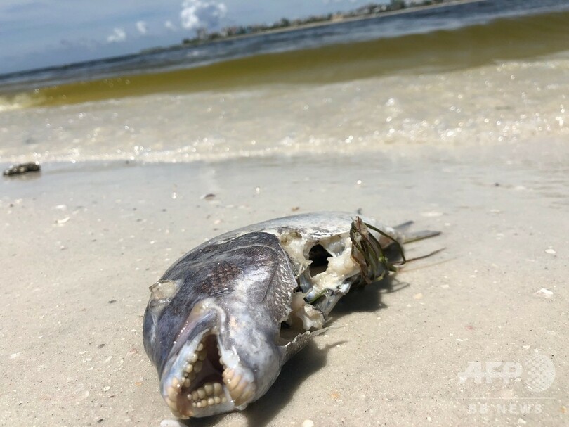 米フロリダで赤潮 過去10年で最悪 海洋生物が大量死 写真6枚 国際ニュース Afpbb News