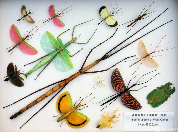 剥製　マレーオオナナフシ　標本　昆虫 剥製マレーオオナナフシ標本昆虫