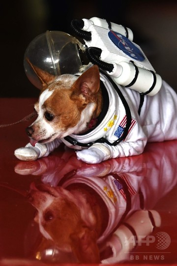 宇宙飛行士から海賊まで 犬の仮装コンテスト エルサルバドル 写真16枚 国際ニュース Afpbb News