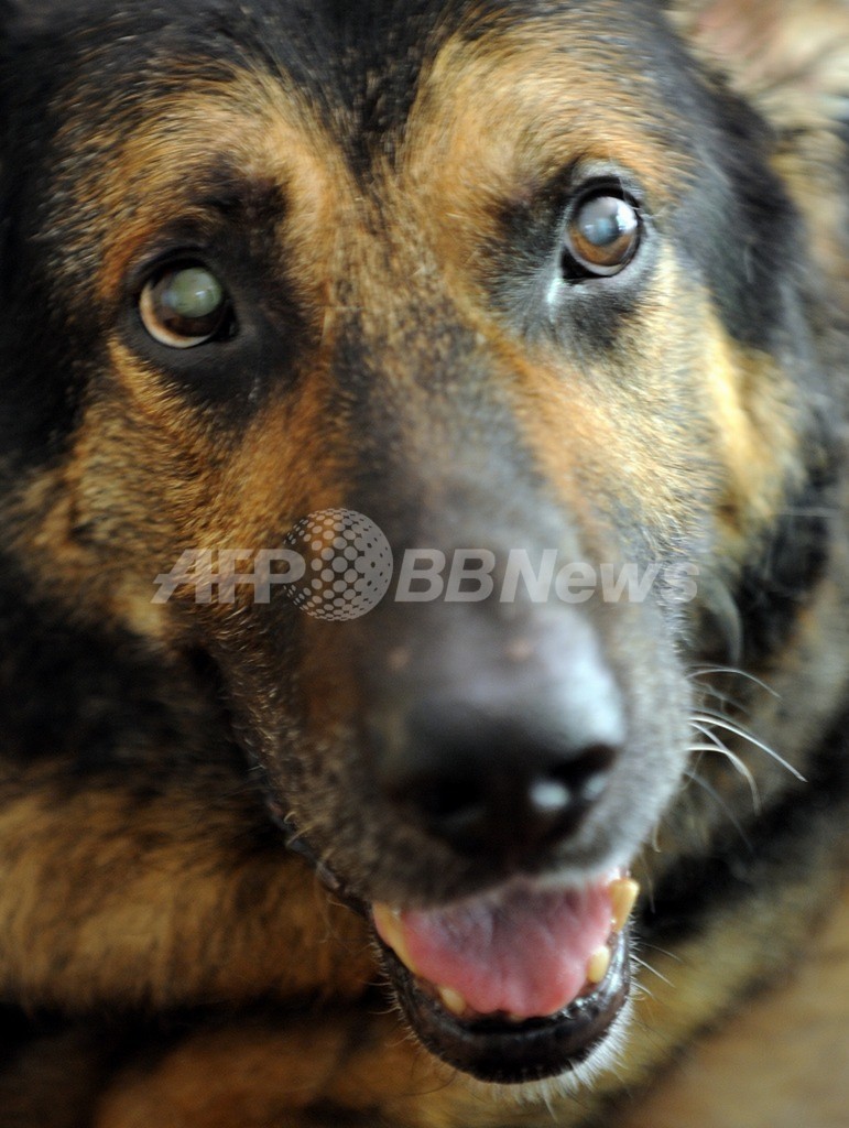 飼い主しのび毎日教会で礼拝 イタリアの忠犬 写真1枚 国際ニュース Afpbb News