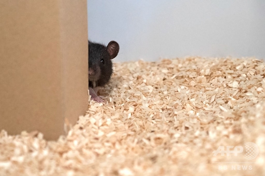 褒美よりも遊びたい ネズミはかくれんぼ好き 独研究 写真1枚 国際ニュース Afpbb News