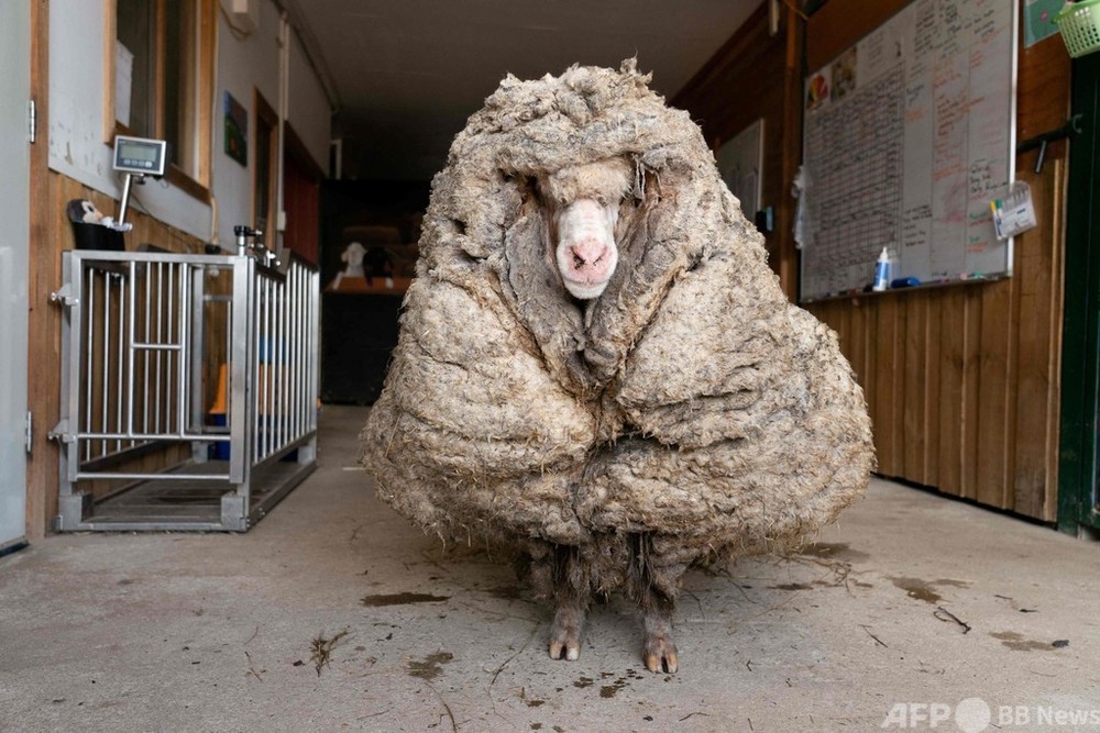 毛むくじゃらの「野良羊」を保護、刈り取った毛は35キロ 豪 - AFPBB News