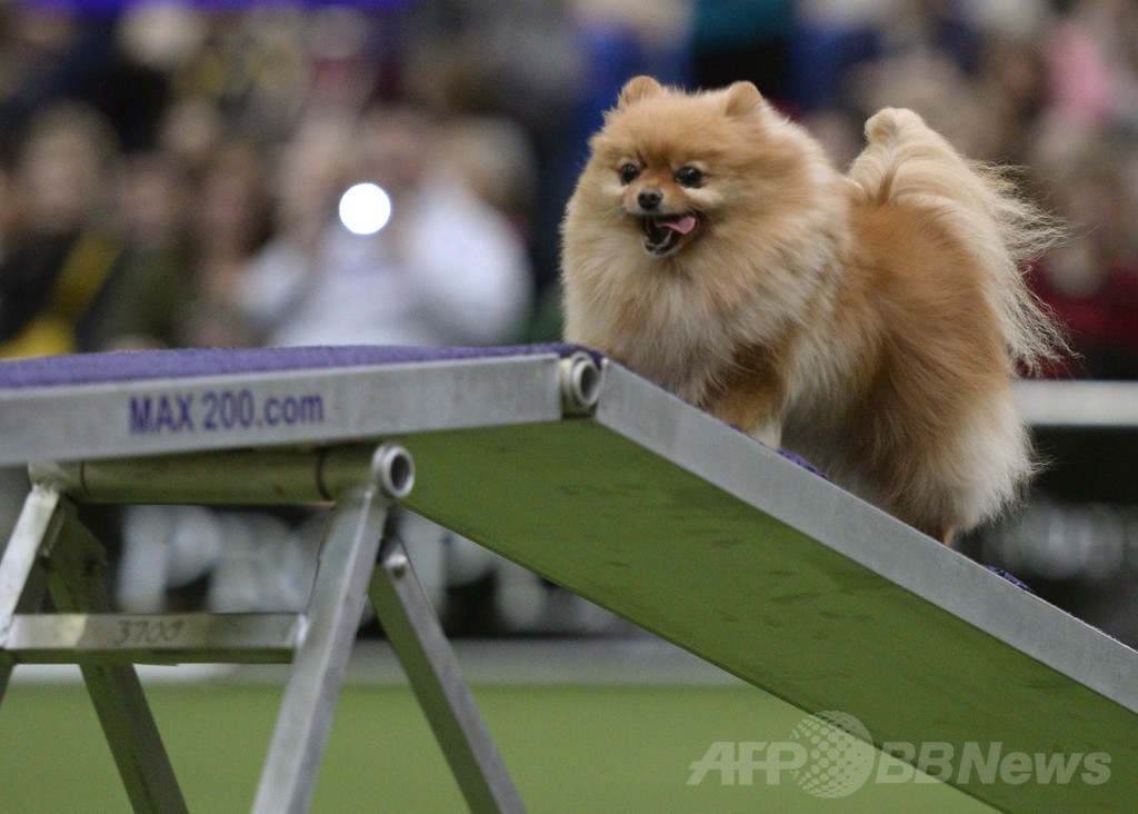 犬の機敏さ競う「アジリティ」選手権、NYで開催