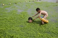 中国東部の山東（Shandong）省青島（Qingdao）の藻が大発生した海岸で遊ぶ子どもたち（2014年6月29日撮影）。(c)AFP