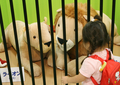 2007年7月21日、千葉の東武百貨店船橋店「船橋タオル動物園」で、タオルで作られたライオンのぬいぐるみを見る女の子。(c)AFP/TOSHIFUMI KITAMURA