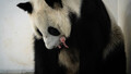 ロシアのモスクワで生まれた赤ちゃんを口にくわえる母パンダ（2023年8月28日撮影）。(c)Xinhua News