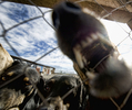 南米チリの首都サンティアゴ（Santiago）が、野良犬の増加に悩まされている。保健当局の推計では、市内をうろつく野良犬は実に25万匹以上。チリ大学（University of Chile）の調べによれば、毎年、市民の40％が野良犬にかまれている。対策として、野良犬を保護し里親を探す活動に取り組んでいる団体もある。

写真は、サンティアゴ南方50キロにあるランカグア（Rancagua）に住むパトリシア・ソバルソ（Patricia Sobarso）さんに引き取られた野良犬たち（2009年7月9日撮影）。(c)AFP/Martin BERNETTI