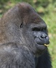 メキシコ首都メキシコ市（Mexico City）のチャプルテペック動物園（Chapultepec Zoo）で飼育されているゴリラの「バントゥー（Bantu）」（2014年1月9日撮影）。(c)AFP/OMAR TORRES