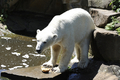 ドイツ・ベルリン動物園（Berlin Zoo）で、えさのパンを食べるホッキョクグマのクヌート（Knut、2010年6月17日撮影）。(c)AFP/BARBARA SAX