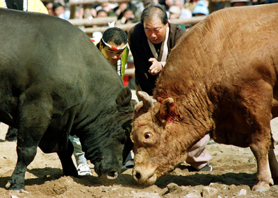 韓国の闘牛で「給与制度」を取り入れ