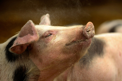 巨大ブタ、女性を自宅に「閉じ込める」 オーストラリア