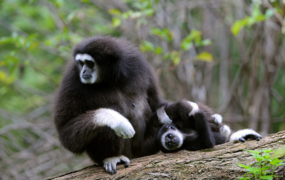 お母さんと一緒、仏動物園のテナガザル