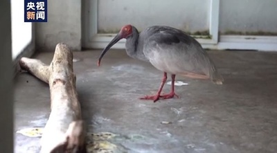 世界最高齢のトキが37歳に 人ならば100歳以上に相当