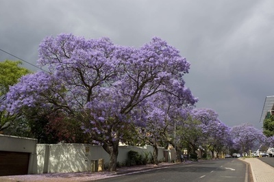 満開迎えた南アのジャカランダ、枯死の危機に直面