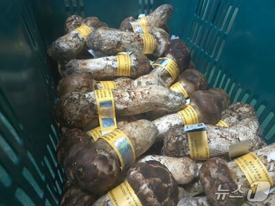韓国・襄陽産マツタケ、最高級品が1キロ171万ウォン超　過去最高値を4日で更新