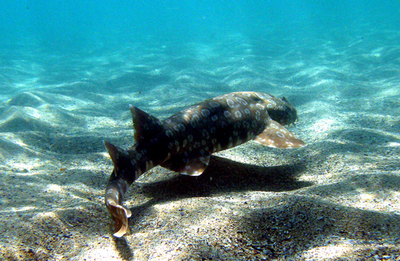 豪初、飼育ザメと野生種の生態比較研究へ