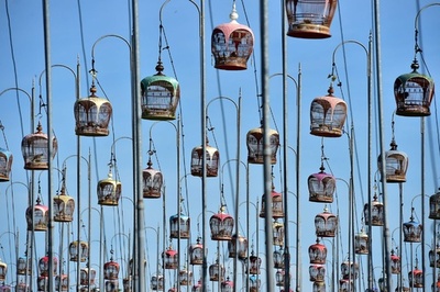 【今日の1枚】美声を聞かせて、鳥の歌声コンテスト