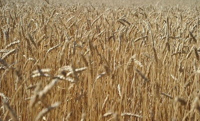 米国で遺伝子組み換え小麦が見つかる、日韓で輸入一部停止