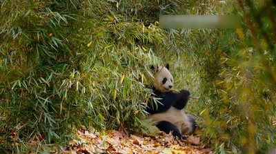 中国、野生ジャイアントパンダの数は40年間で1864頭に増加